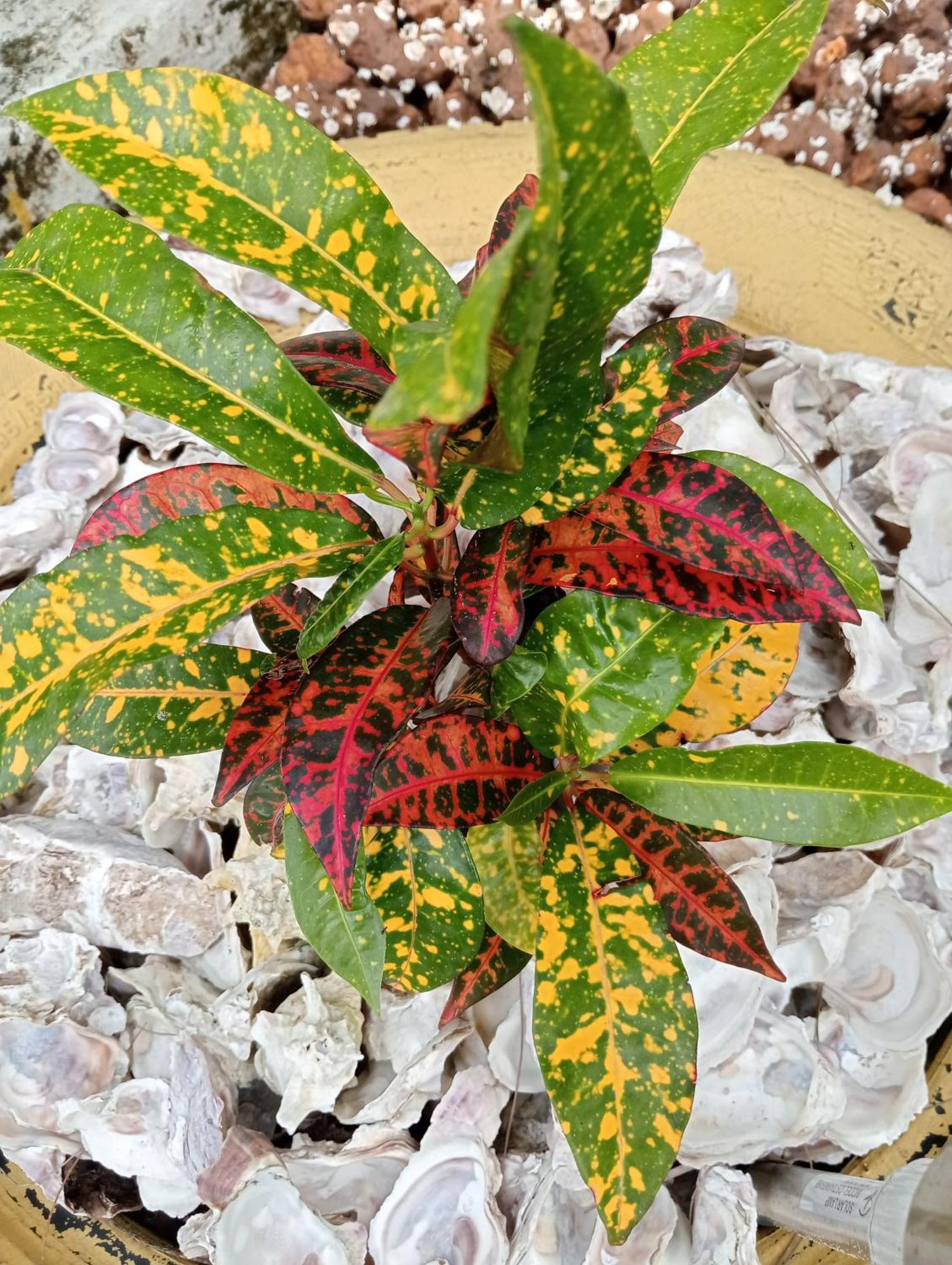 Ankel Campement Kachiouane 外观 照片
